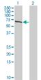 Testis Associated Actin Remodelling Kinase 2 antibody, H00010420-M08, Novus Biologicals, Western Blot image 