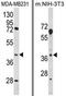 Homer Scaffold Protein 3 antibody, AP17478PU-N, Origene, Western Blot image 