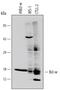 Bcl-2-like protein 2 antibody, MAB824, R&D Systems, Western Blot image 