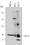 BCL2L2-PABPN1 Readthrough antibody, MAB824, R&D Systems, Western Blot image 