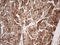 Adiponectin, C1Q And Collagen Domain Containing antibody, LS-C339459, Lifespan Biosciences, Immunohistochemistry frozen image 
