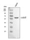 Cell Division Cycle 6 antibody, PA2199, Boster Biological Technology, Western Blot image 