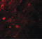 Androgen Induced 1 antibody, LS-B8815, Lifespan Biosciences, Immunofluorescence image 