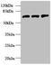 SWAP70 antibody, orb357015, Biorbyt, Western Blot image 