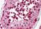 Uracil DNA Glycosylase antibody, orb86812, Biorbyt, Immunohistochemistry paraffin image 