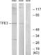 Transcription Factor Binding To IGHM Enhancer 3 antibody, LS-C118814, Lifespan Biosciences, Western Blot image 