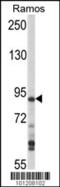 Mitogen-Activated Protein Kinase Kinase Kinase Kinase 1 antibody, 63-314, ProSci, Western Blot image 