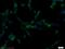 Insulin Like Growth Factor Binding Protein 4 antibody, 18500-1-AP, Proteintech Group, Immunofluorescence image 