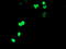 Apurinic/Apyrimidinic Endodeoxyribonuclease 1 antibody, LS-B11865, Lifespan Biosciences, Immunofluorescence image 