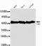 Tubulin antibody, LS-C178262, Lifespan Biosciences, Western Blot image 