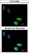 Heterogeneous Nuclear Ribonucleoprotein C (C1/C2) antibody, LS-C186303, Lifespan Biosciences, Immunocytochemistry image 