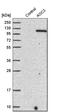 Amine Oxidase Copper Containing 3 antibody, HPA000980, Atlas Antibodies, Western Blot image 