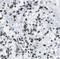 Elongin A antibody, FNab08550, FineTest, Immunohistochemistry frozen image 