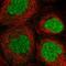 G Protein Nucleolar 3 Like antibody, PA5-57607, Invitrogen Antibodies, Immunofluorescence image 