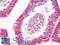 Rho Guanine Nucleotide Exchange Factor 5 antibody, LS-B11452, Lifespan Biosciences, Immunohistochemistry paraffin image 