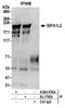 Signal Induced Proliferation Associated 1 Like 2 antibody, A304-677A, Bethyl Labs, Immunoprecipitation image 