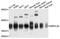 Mitochondrial Ribosomal Protein L39 antibody, abx135941, Abbexa, Western Blot image 