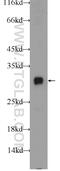 Insulin Induced Gene 2 antibody, 24766-1-AP, Proteintech Group, Western Blot image 