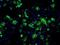 Fumarate Hydratase antibody, NBP1-47754, Novus Biologicals, Immunocytochemistry image 