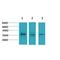 Calcium Voltage-Gated Channel Auxiliary Subunit Gamma 2 antibody, LS-C387802, Lifespan Biosciences, Western Blot image 