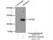 Trafficking Protein Particle Complex 9 antibody, 16014-1-AP, Proteintech Group, Immunoprecipitation image 