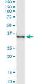 Msh Homeobox 1 antibody, LS-C197710, Lifespan Biosciences, Immunoprecipitation image 