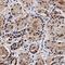O-6-Methylguanine-DNA Methyltransferase antibody, NB100-168, Novus Biologicals, Immunohistochemistry paraffin image 