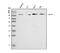 Transient receptor potential cation channel subfamily V member 3 antibody, A03874-2, Boster Biological Technology, Western Blot image 