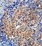 Zinc Finger Protein 699 antibody, orb78229, Biorbyt, Immunohistochemistry paraffin image 