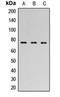 Forkhead Box P1 antibody, orb315785, Biorbyt, Western Blot image 