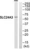 Solute Carrier Family 24 Member 3 antibody, PA5-39469, Invitrogen Antibodies, Western Blot image 