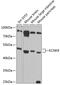 Potassium Two Pore Domain Channel Subfamily K Member 9 antibody, GTX64833, GeneTex, Western Blot image 