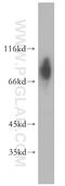 Glucocorticoid Modulatory Element Binding Protein 2 antibody, 13314-1-AP, Proteintech Group, Western Blot image 