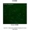 Small conductance calcium-activated potassium channel protein 3 antibody, 28-241, ProSci, Immunohistochemistry frozen image 