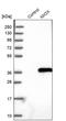 Myo-Inositol Oxygenase antibody, PA5-58791, Invitrogen Antibodies, Western Blot image 