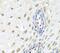 ElaC Ribonuclease Z 2 antibody, FNab02732, FineTest, Immunohistochemistry frozen image 