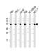 Ribosomal Protein L4 antibody, PA5-72300, Invitrogen Antibodies, Western Blot image 