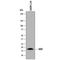 B-ATF antibody, MAB8054, R&D Systems, Western Blot image 