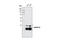 Heterogeneous Nuclear Ribonucleoprotein A1 antibody, 4296S, Cell Signaling Technology, Western Blot image 