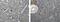 Lymphocyte antigen 6G antibody, NBP2-11784, Novus Biologicals, Immunohistochemistry frozen image 