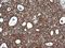 Cytochrome c oxidase subunit 6C antibody, LS-C174726, Lifespan Biosciences, Immunohistochemistry frozen image 