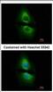 PSA antibody, NBP2-19973, Novus Biologicals, Immunofluorescence image 