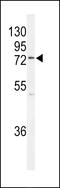 UFM1 Specific Ligase 1 antibody, 64-061, ProSci, Western Blot image 