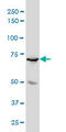 MYB Proto-Oncogene Like 2 antibody, LS-C197726, Lifespan Biosciences, Western Blot image 