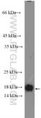 Programmed Cell Death 6 antibody, 12303-1-AP, Proteintech Group, Western Blot image 