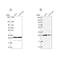 Progesterone Receptor Membrane Component 2 antibody, NBP2-49289, Novus Biologicals, Western Blot image 