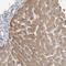 Serine Protease 38 antibody, HPA028003, Atlas Antibodies, Immunohistochemistry frozen image 