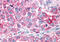 Neuropeptide Y Receptor Y1 antibody, MBS247575, MyBioSource, Immunohistochemistry frozen image 