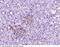 ICAM1 antibody, 80022-R003, Sino Biological, Immunohistochemistry frozen image 