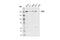 SWI/SNF Related, Matrix Associated, Actin Dependent Regulator Of Chromatin, Subfamily A, Member 4 antibody, 49360T, Cell Signaling Technology, Western Blot image 